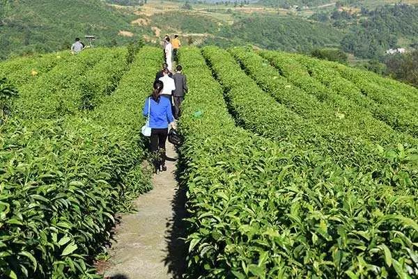 毕节的这些特色农产品你都知道吗,毕节十大特产农产品