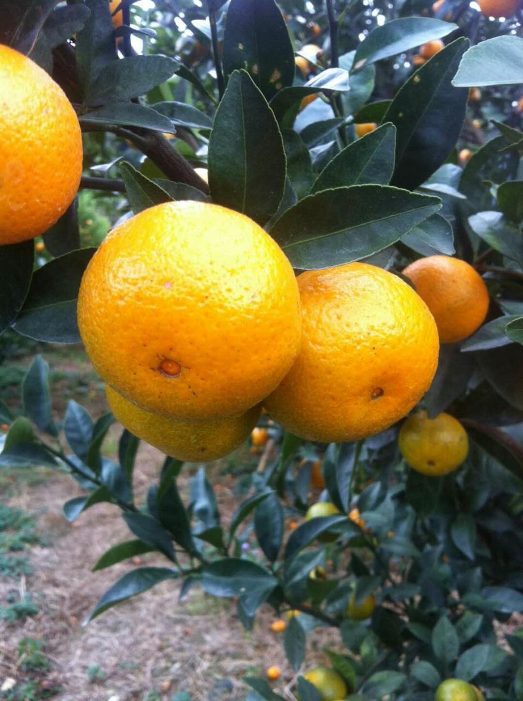 南丰蜜桔石门蜜桔,青皮蜜桔沃柑