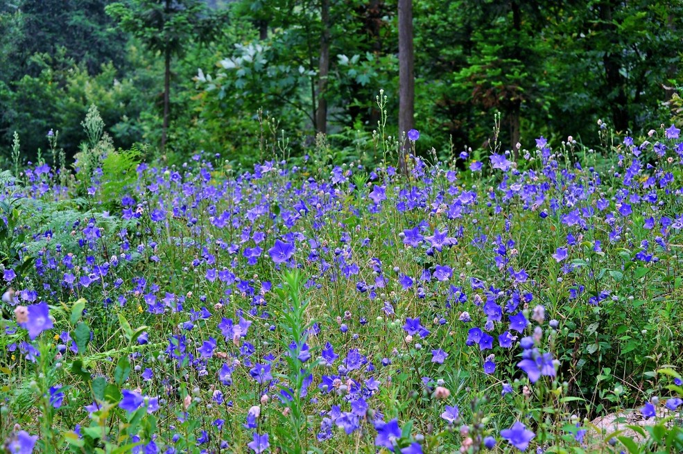 每日一花——桔梗花