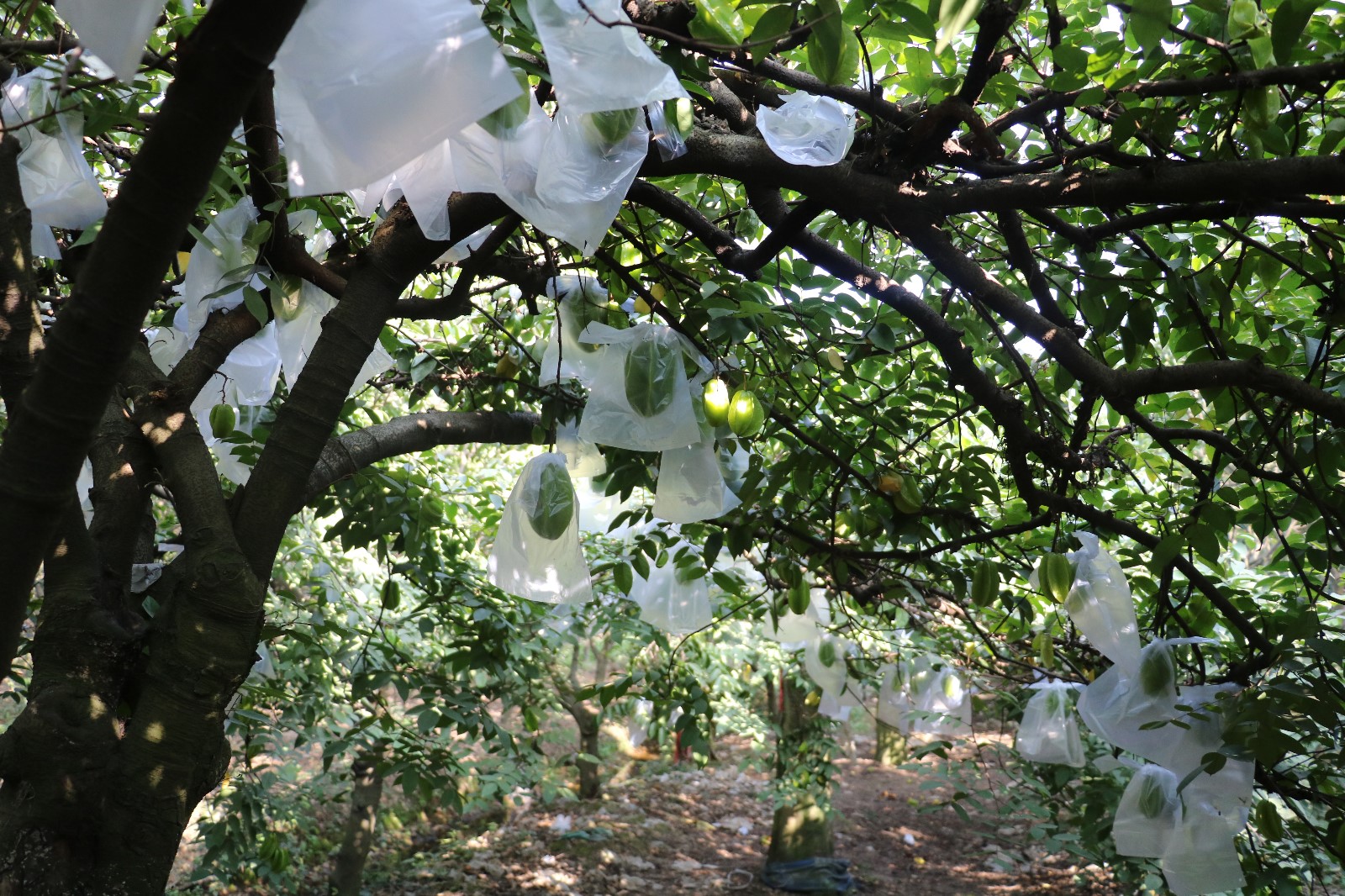 娴风彔浠戝ご,娴风彔鏂版粯浠戝ご
