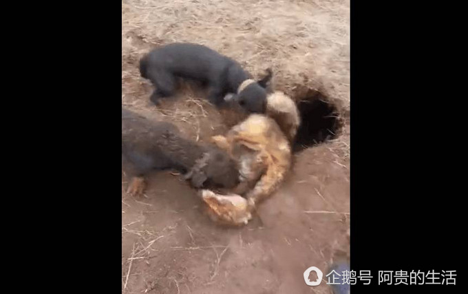 自然界“装死达人”我只服狐狸，居然可以骗过*狗猎**成功逃生