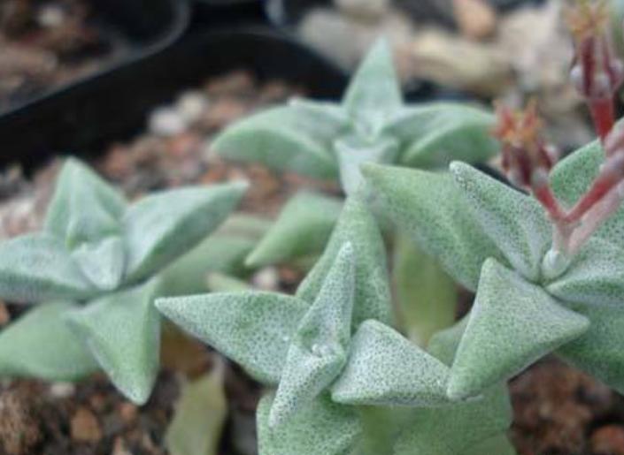 一行白鹭上青天教资怎么教,一行白鹭上青天春种一粒粟