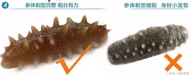 如何挑选海参才最好,怎么选择最好的海参
