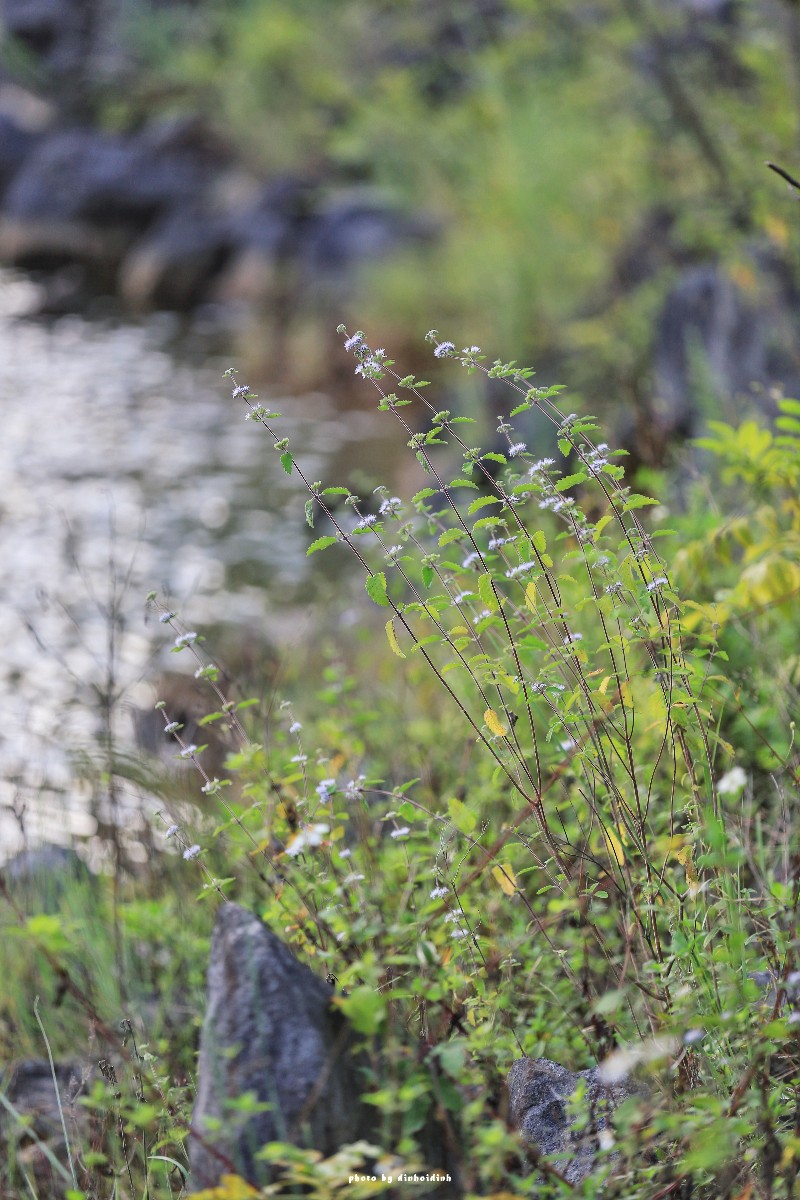 天等小记-登一座山爱一座城看一片天等日夕晨