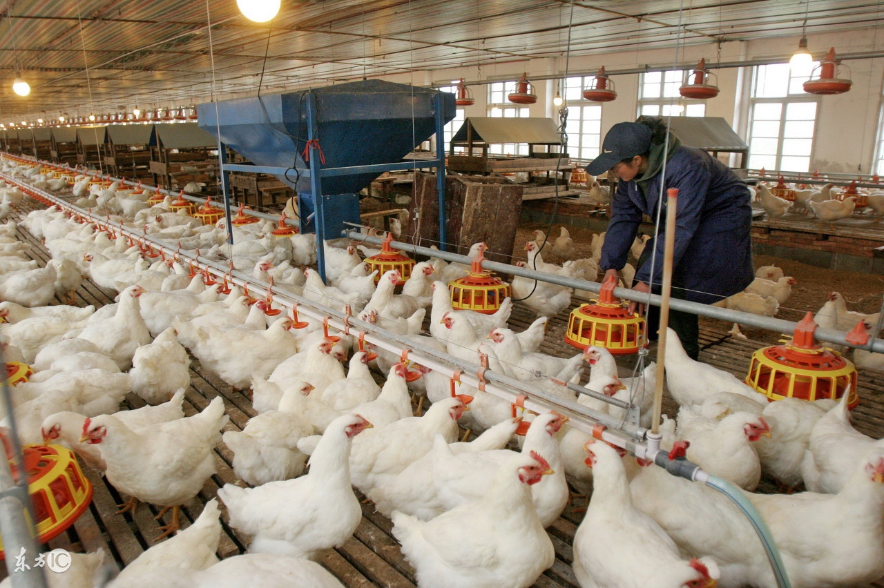 家禽磺胺药中毒怎么解毒最好,治疗鸡病磺胺药怎么搭配