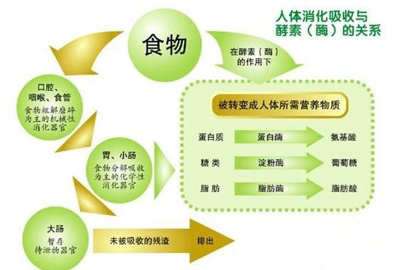 999酵素真的能瘦吗,吃酵素可以瘦几斤