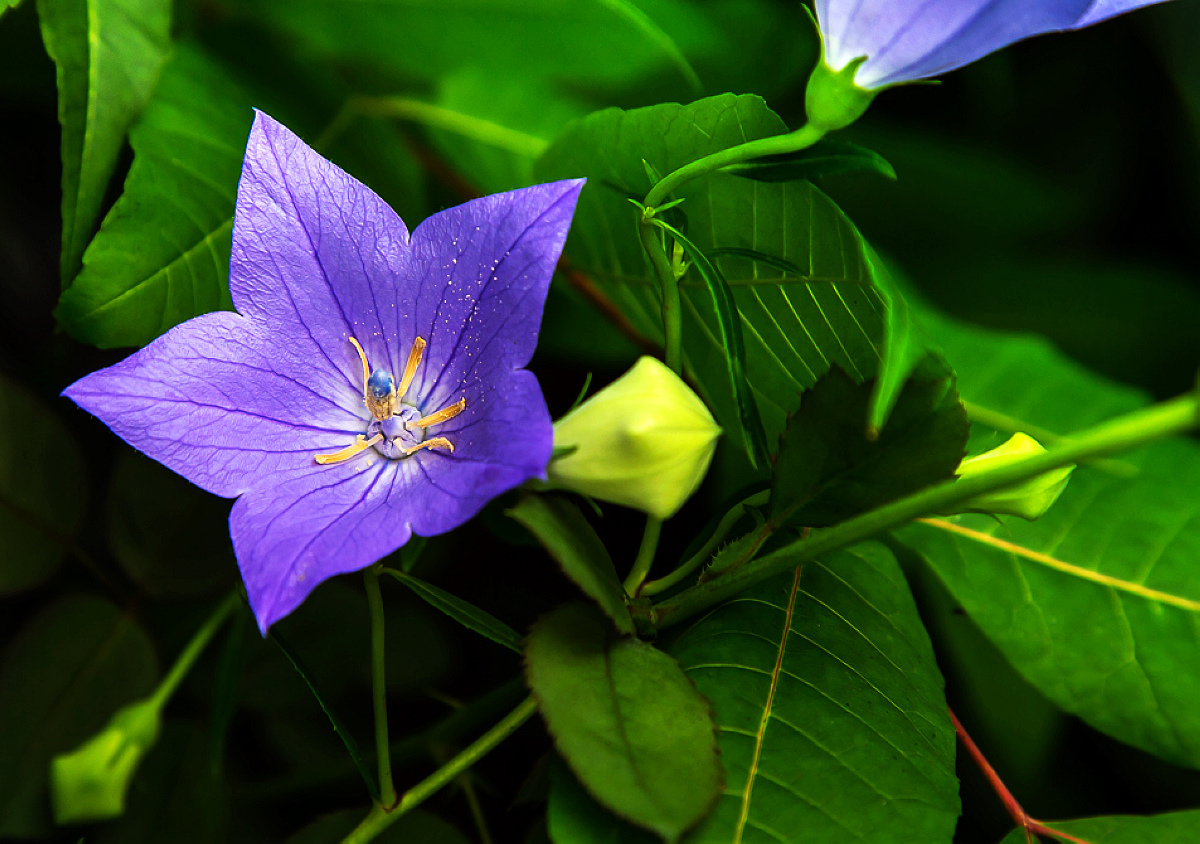 每日一花——桔梗花