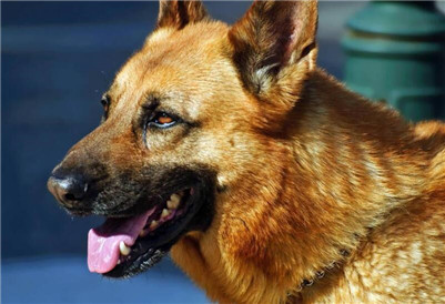 狼狗该如何饲养？生活中喂养狼狗的方法与注意事项！