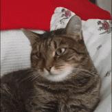 cosme大赏在哪里买,cosme大赏彩妆排行榜