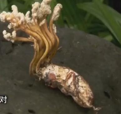 冬虫夏草股票,冬虫夏草闯股市