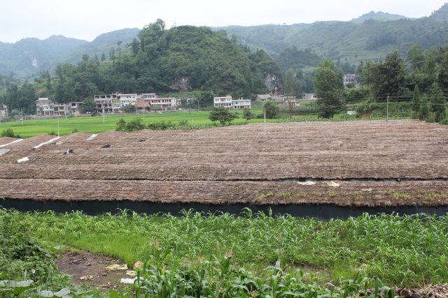 毕节的这些特色农产品你都知道吗,毕节十大特产农产品