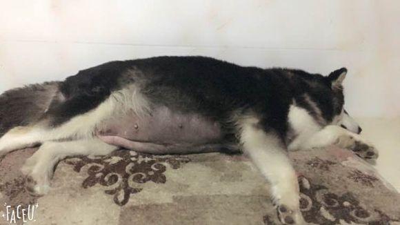 阿拉斯加怀孕了没有奶水怎么办呢,怎么知道阿拉斯加怀孕了