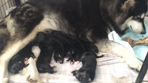 阿拉斯加怀孕了没有奶水怎么办呢,怎么知道阿拉斯加怀孕了