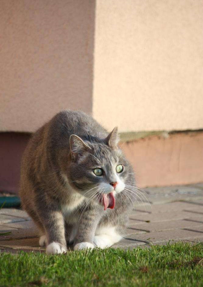 喵星人呕吐的原因及应对手段