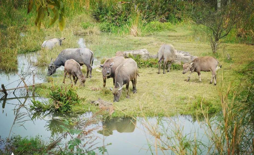 珠海市淇澳岛旅游攻略,珠海淇澳岛一日游攻略白石街