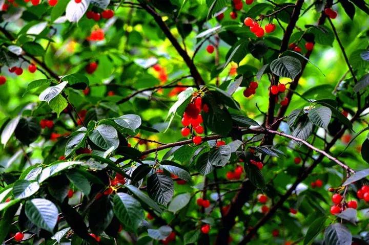 西安适合晚上逛的免费景区,最新西安免费的50个景点预约