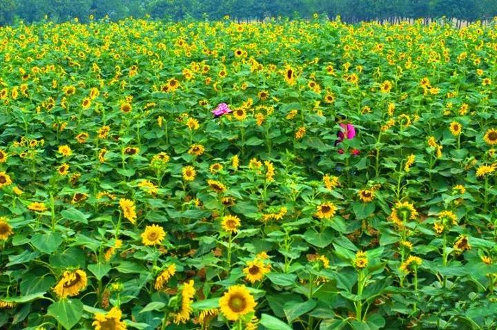 西安适合晚上逛的免费景区,最新西安免费的50个景点预约