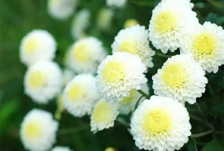 四大名菊之首,四大名菊墨菊