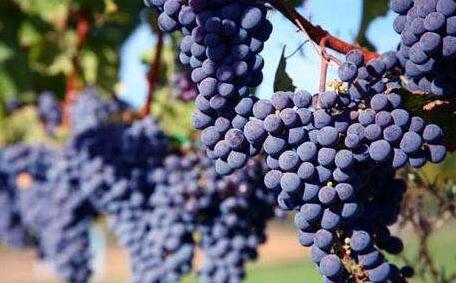 国产大品牌之一，王朝葡萄酒！