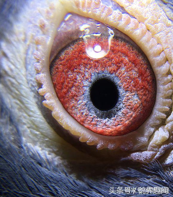 现在你也可以轻松的治疗鸽痘