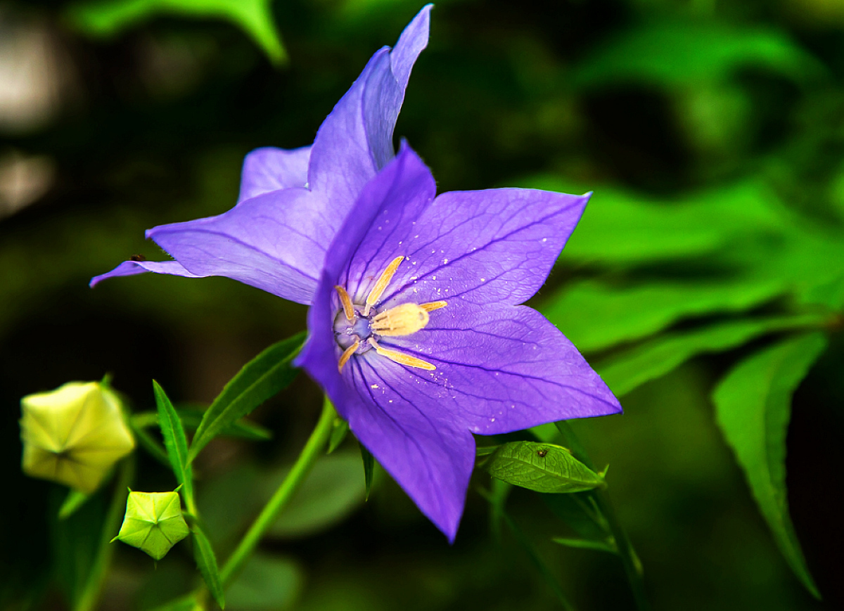 每日一花——桔梗花