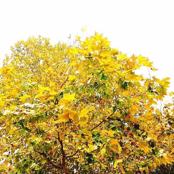 带你们看看湖南的大山风景,湖南一座被遗忘的山