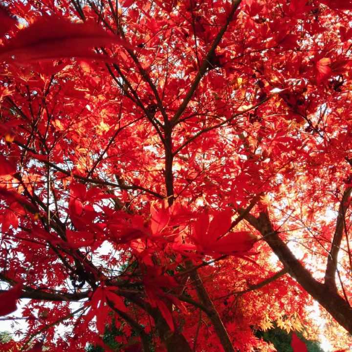 带你们看看湖南的大山风景,湖南一座被遗忘的山