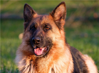 狼狗该如何饲养？生活中喂养狼狗的方法与注意事项！