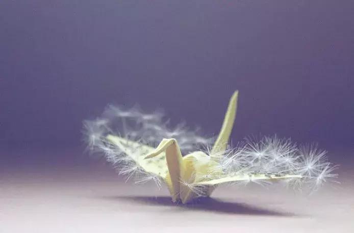 他用3个月时间，折叠了1000只千纸鹤，送给了他最亲爱的姑娘