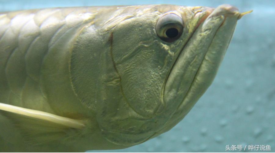 银龙鱼为什么能卖那么贵,银龙鱼真的很贵吗