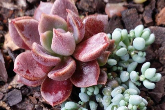 一行白鹭上青天教资怎么教,一行白鹭上青天春种一粒粟