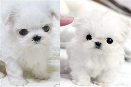 茶杯犬的养法和注意事项,茶杯犬怎么样好养吗