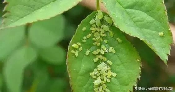 花盆长虫用什么来杀虫,花盆里常见十种虫子