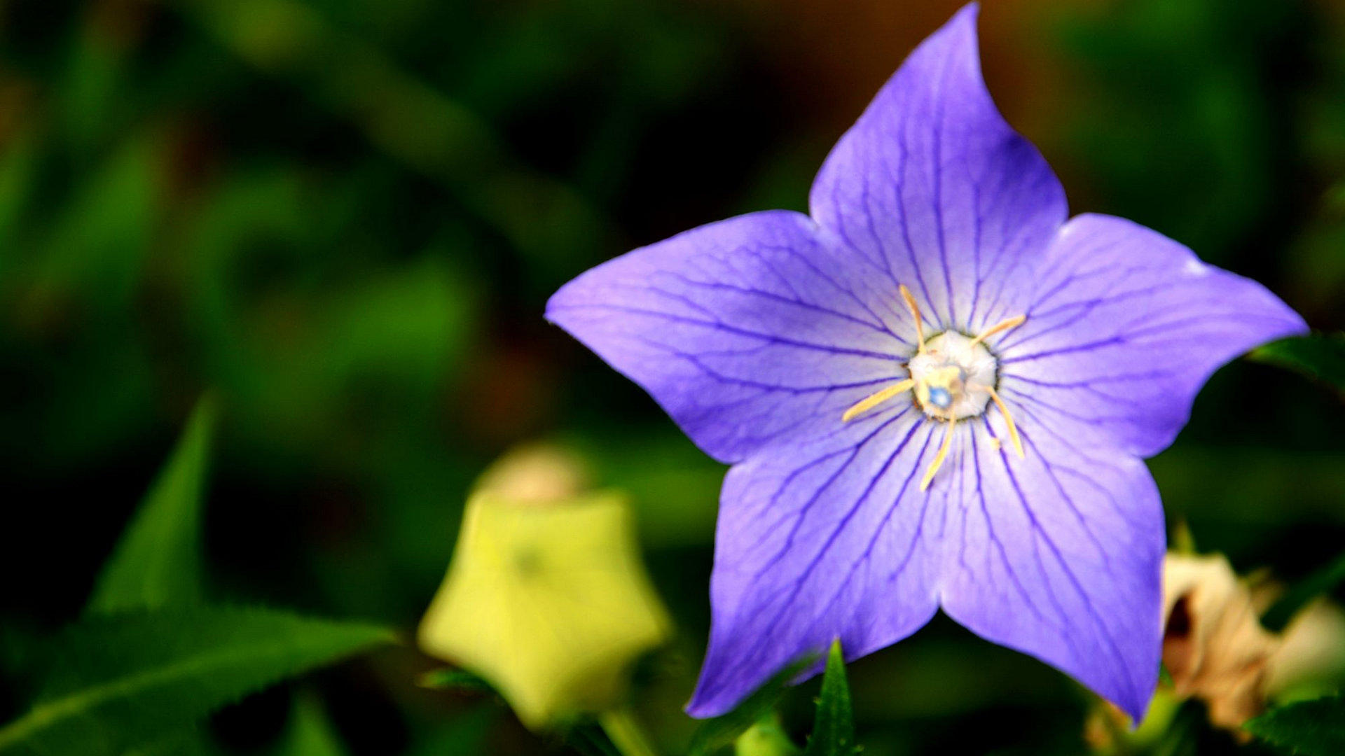 每日一花——桔梗花