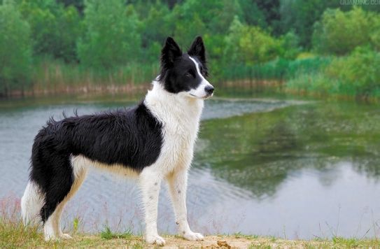 饮食牧羊犬,边境牧羊犬饮食视频大全集