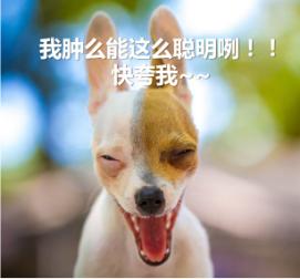 自制狗粮怎么做成固体,自制狗粮的做法简单