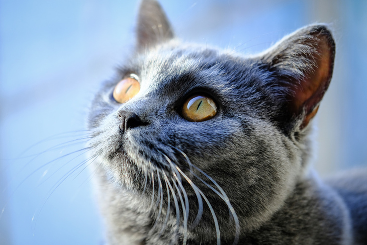 富士xf50mmf2评测,富士xf80mmf2.8