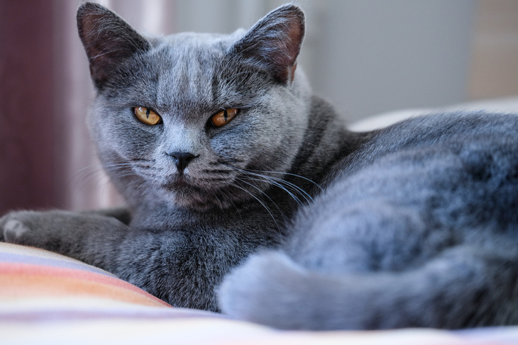 富士xf50mmf2评测,富士xf80mmf2.8