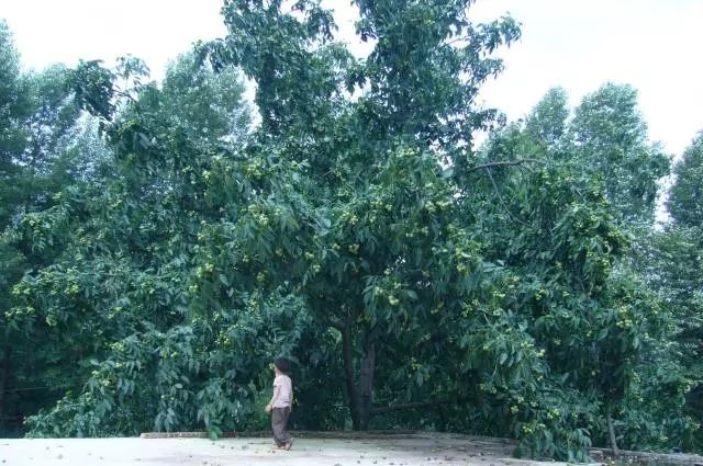 毕节的这些特色农产品你都知道吗,毕节十大特产农产品