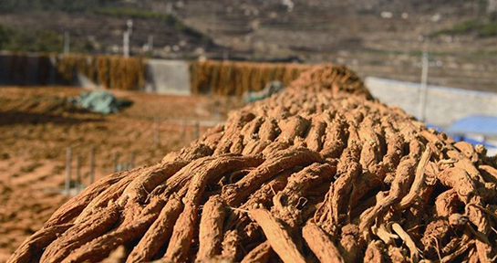 毕节的这些特色农产品你都知道吗,毕节十大特产农产品