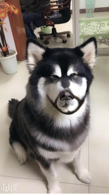 阿拉斯加怀孕了没有奶水怎么办呢,怎么知道阿拉斯加怀孕了