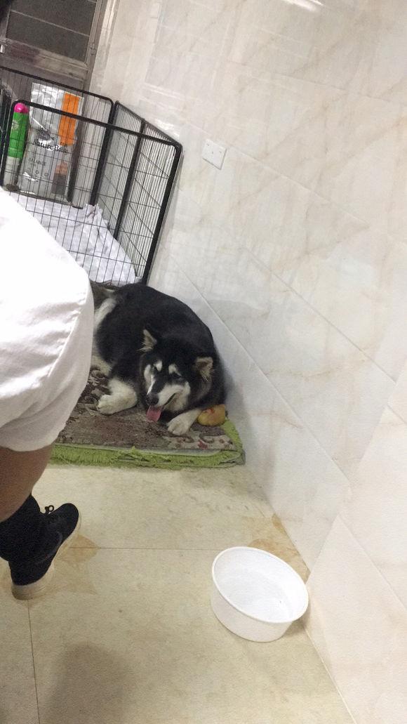 阿拉斯加怀孕了没有奶水怎么办呢,怎么知道阿拉斯加怀孕了