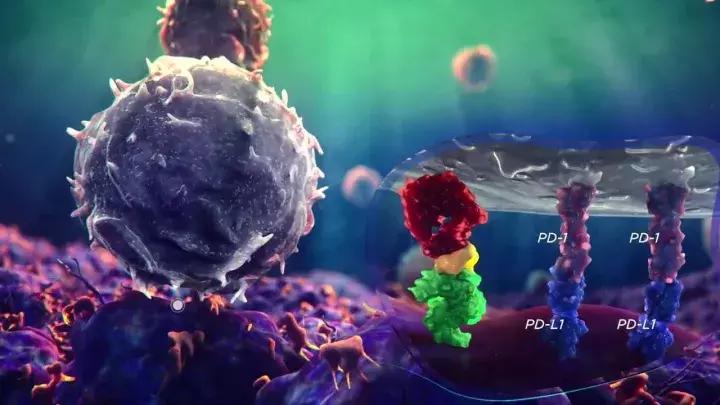 pd-l1药物是什么意思,pdc药物的发展前景