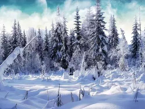 双语说天气丨雪是冬天的礼物