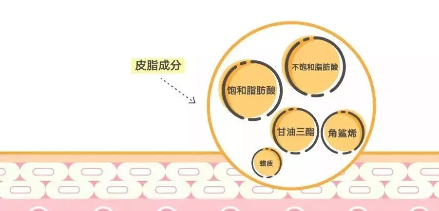 角鲨烷有什么护肤作用 (带你了解皮肤的天然保湿剂角鲨烷)
