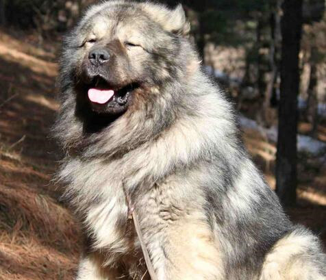 成年犬呕吐怎么办,成年犬呕吐厉害咋办