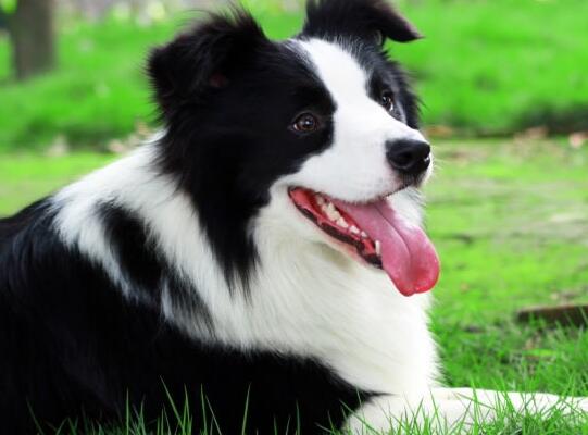 饮食牧羊犬,边境牧羊犬饮食视频大全集