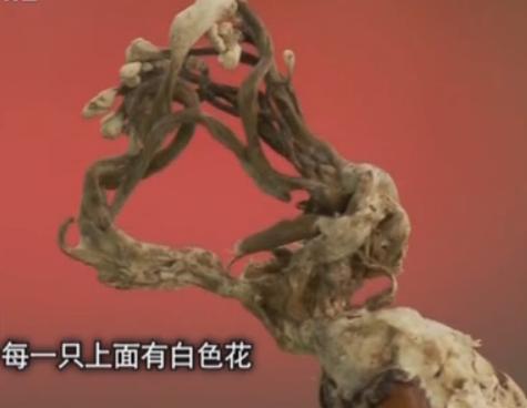 冬虫夏草股票,冬虫夏草闯股市