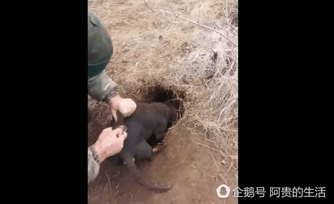 自然界“装死达人”我只服狐狸，居然可以骗过*狗猎**成功逃生