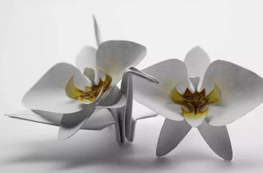 他用3个月时间，折叠了1000只千纸鹤，送给了他最亲爱的姑娘